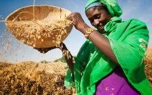 Diama Hassimi von der Gruppe Farha trennt bei der Reisernte in Goungo Bon (Niger) den Spreu von den Reiskörnern. (Foto: Christoph Püschner/Brot für die Welt)