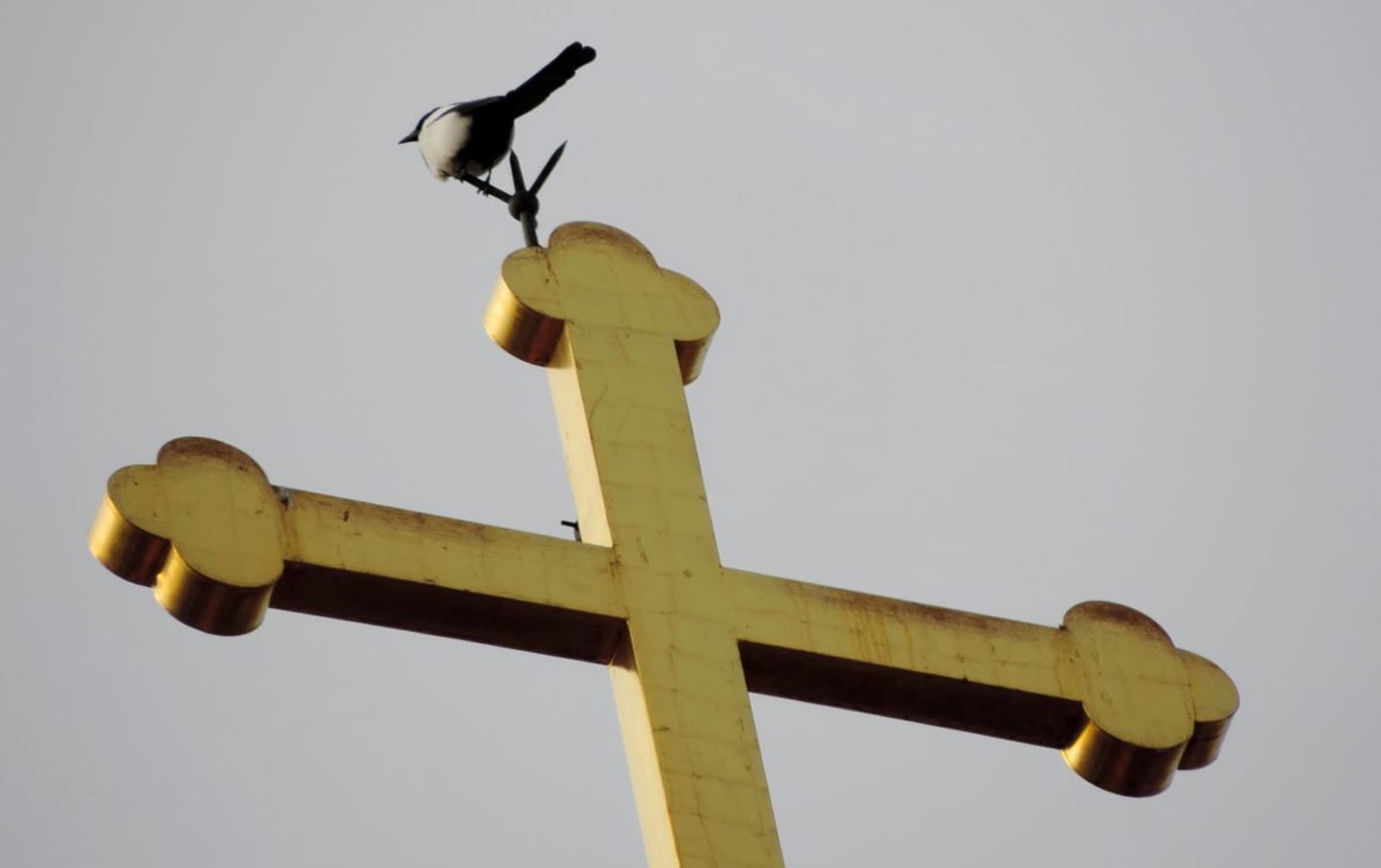 Besonders Vögeln bieten die Kirchtürme einen wichtigen Lebensraum. Foto: pixnio
