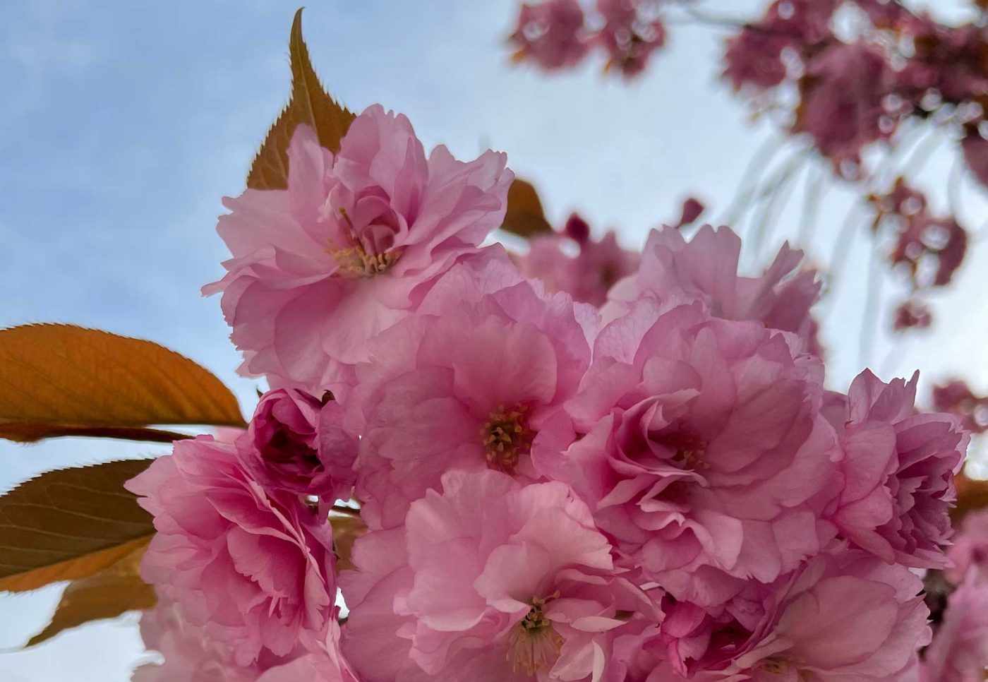 "Immer wenn die Kirschen blühen, erinnere ich mich an eine Japanreise im Jahr des Tsunamis vor 10 Jahren." Foto: Michael Chalupka