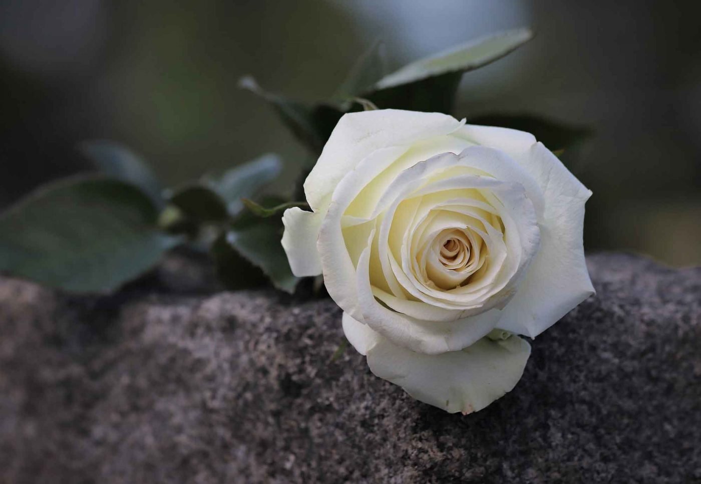 „Zerreißt den Mantel der Gleichgültigkeit, den Ihr um Euer Herz gelegt!“ heißt es auf einem Flugblatt der „weißen Rose“. Foto: pixabay