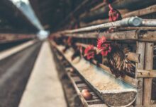 Weltweit steigt vor allem der Konsum von Hühnerfleisch stark an. Foto: piqsels