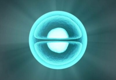 Biomedizinischer Durchbruch: Synthetische Embryonen