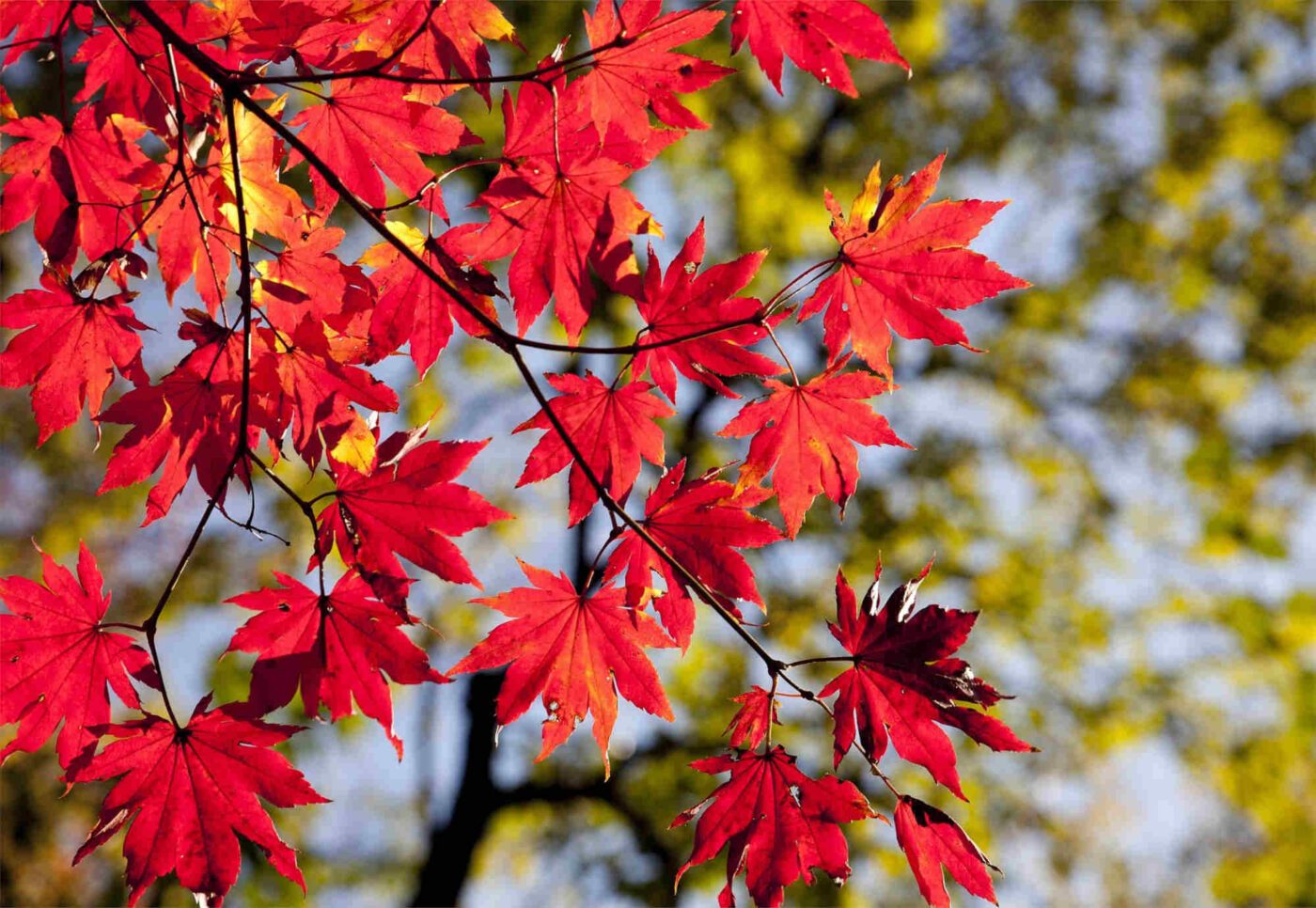 In der Schönheit der Herbstblätter spiegelt sich Gottes Schöpfung. (Foto: Pixabay)