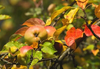 Der Apfel ist Gegenstand zahlreicher Märchen, Anekdoten und Sprichworte wie jenem vermeintlich von Martin Luther geprägten: „Wenn ich wüsste, dass morgen die Welt unterginge, würde ich heute noch ein Apfelbäumchen pflanzen.“ (Foto: pixelio / Volker Mühlenbruch)