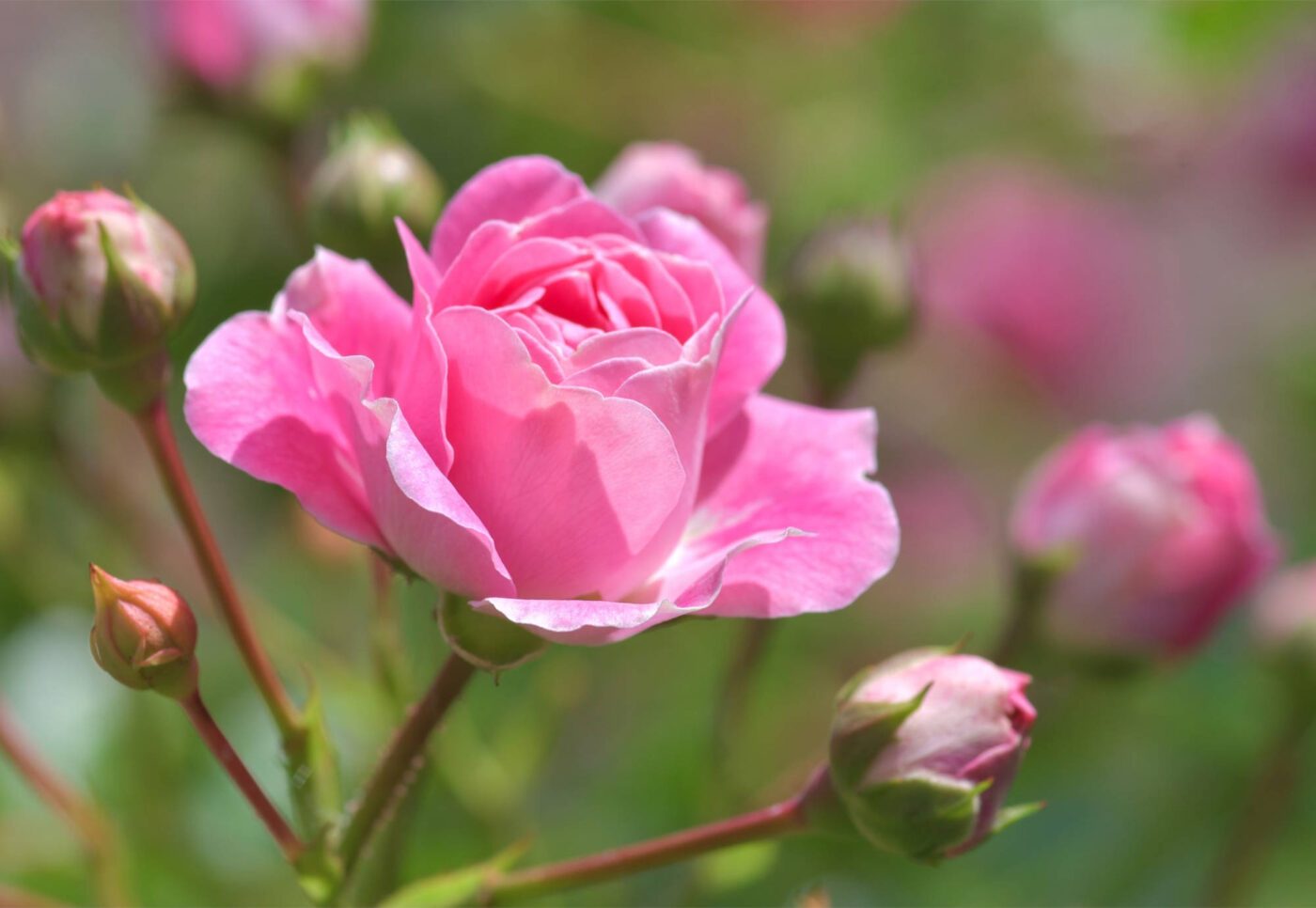Rosen als Sinnbild für ein Leben in Fülle, wie Jesus es verspricht. (Foto: Pixabay / christels)