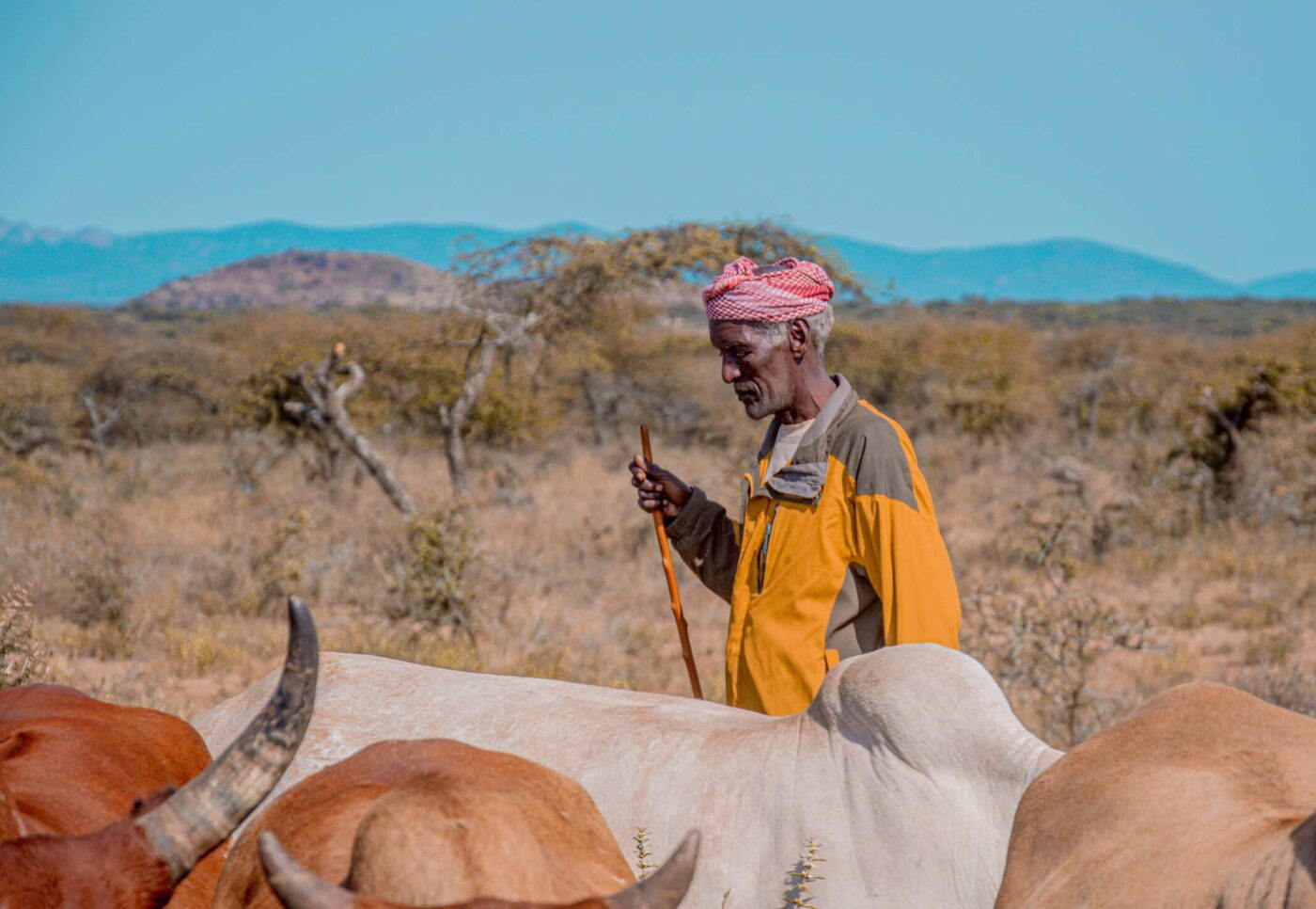 „Ich hatte vor der Dürre 70 Tiere. Dann habe ich die gesamte Herde verloren, nur vier Tiere sind mir geblieben“, erzählt ein Betroffener der Hungerkatastrophe in Äthiopien. (Foto: Sitota Bekelcha Roba, Swisss Church Aid)